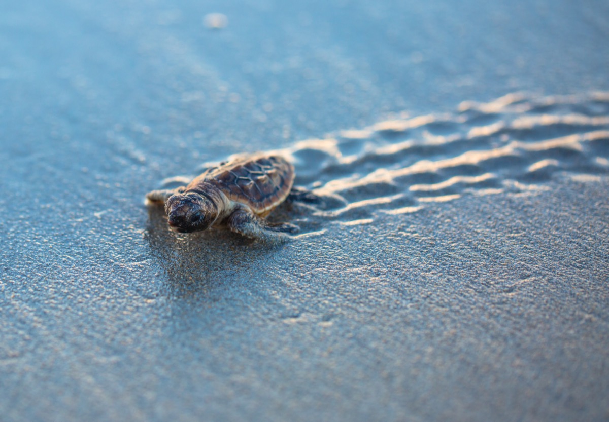 Baby turtle crawling through sand out to sea
