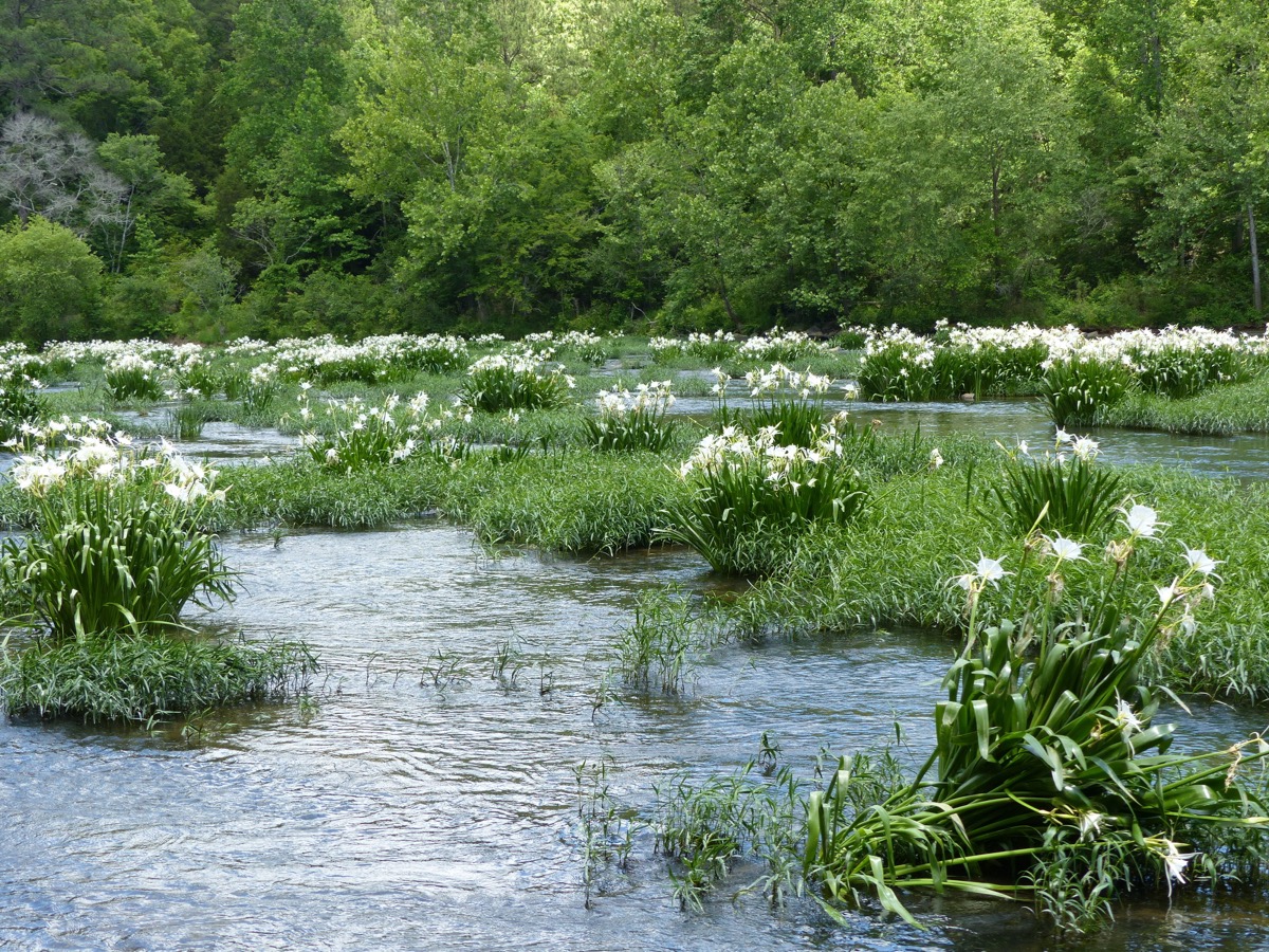 cahaba river lillies state natural wonders