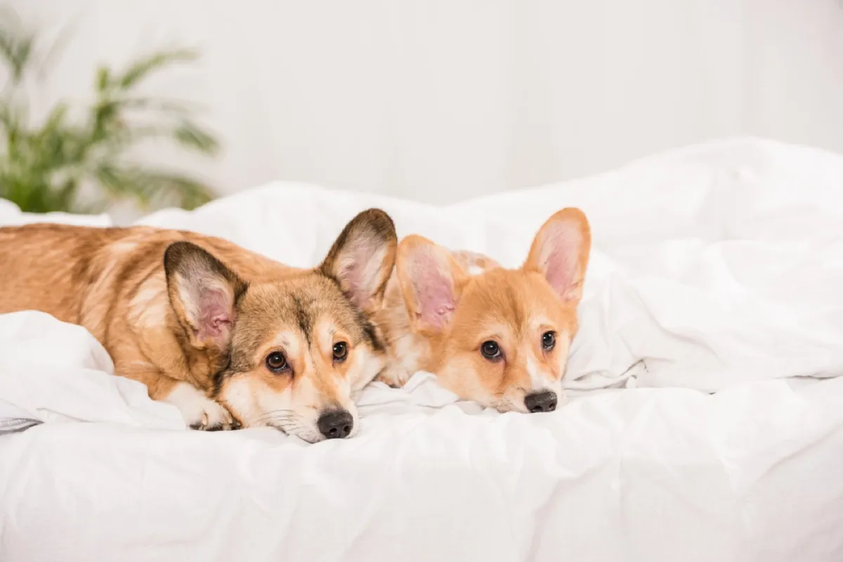two welsh corgis on white bed, relationship white lies