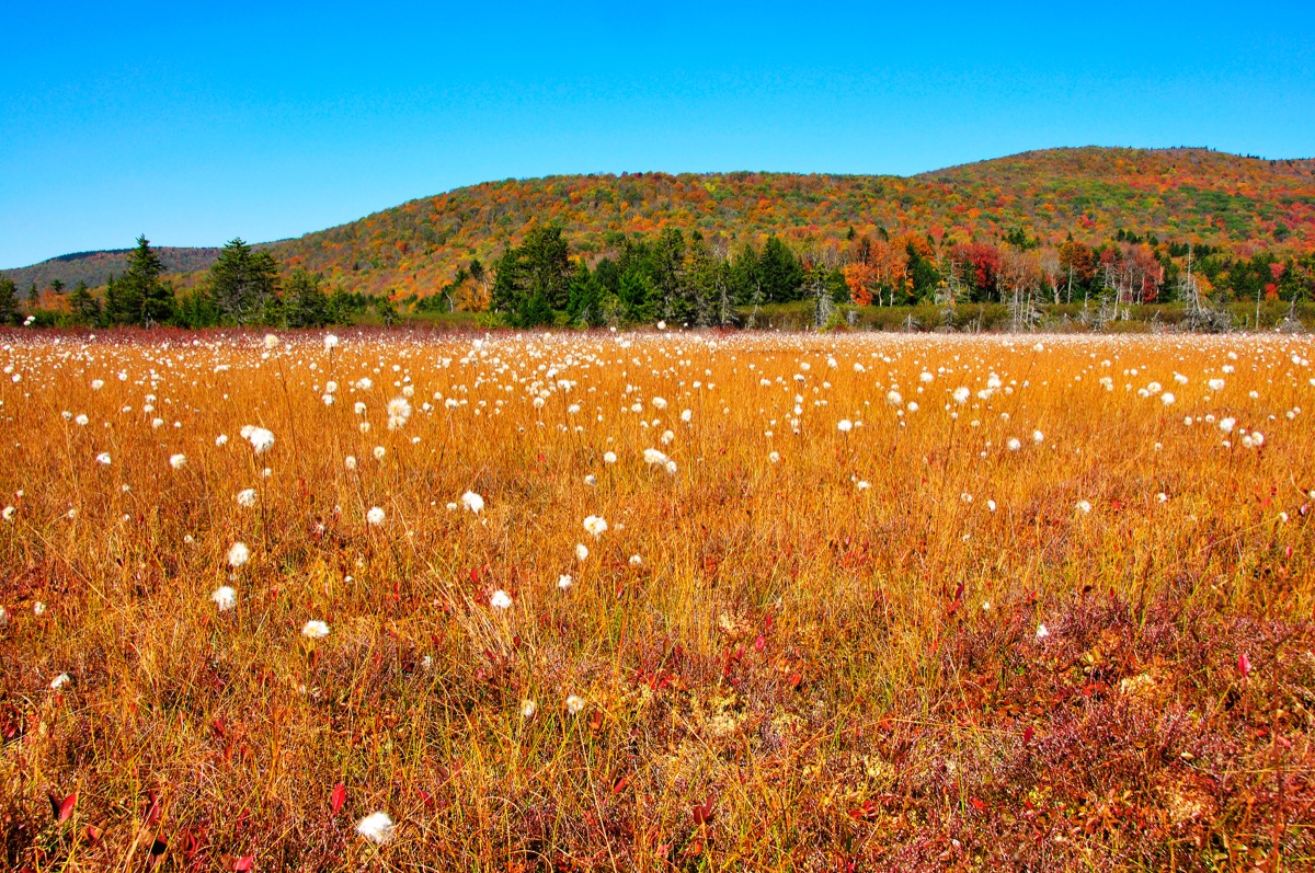 cranberry glades west virginia state natural wonders