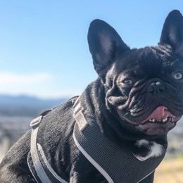 cudi paralyzed dog viral video