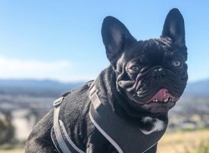 cudi paralyzed dog viral video