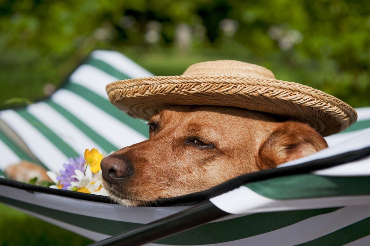 https://bestlifeonline.com/wp-content/uploads/sites/3/2019/06/dog-hammock-hat.jpg?quality=82&strip=all