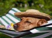 Dog Wearing a Hat and Lounging in a Hammock Summer Pet Accessories