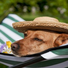 Dog Wearing a Hat and Lounging in a Hammock Summer Pet Accessories