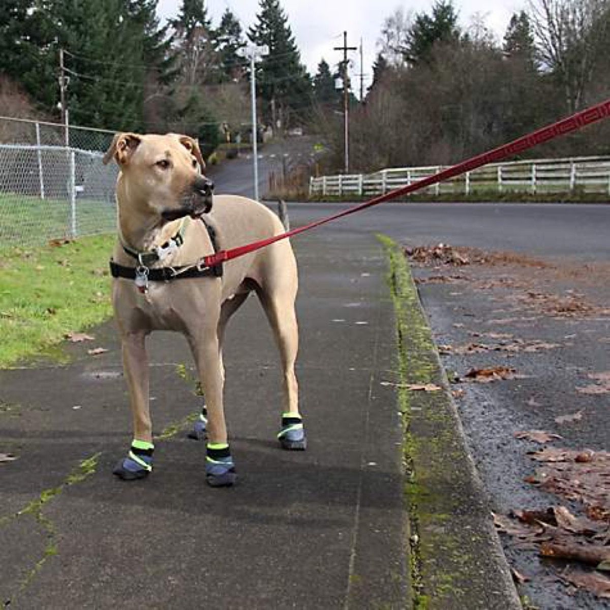 20 Genius Pet Accessories to Keep Your Furry Friends Cooler All Summer — Best Life