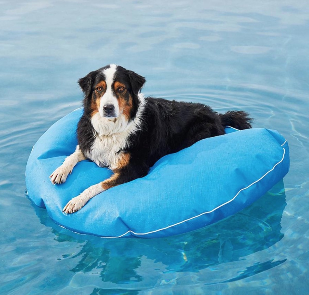 Frontgate Dog Pool Float Summer Pet Accessories