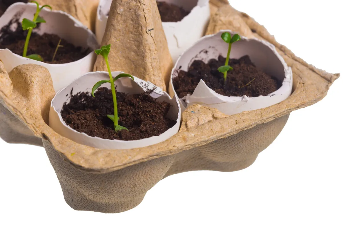 Egg Shell Planters Repurpose Disposable Items