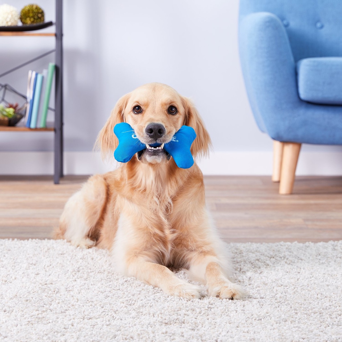 20 Genius Pet Accessories to Keep Your Furry Friends Cooler All Summer