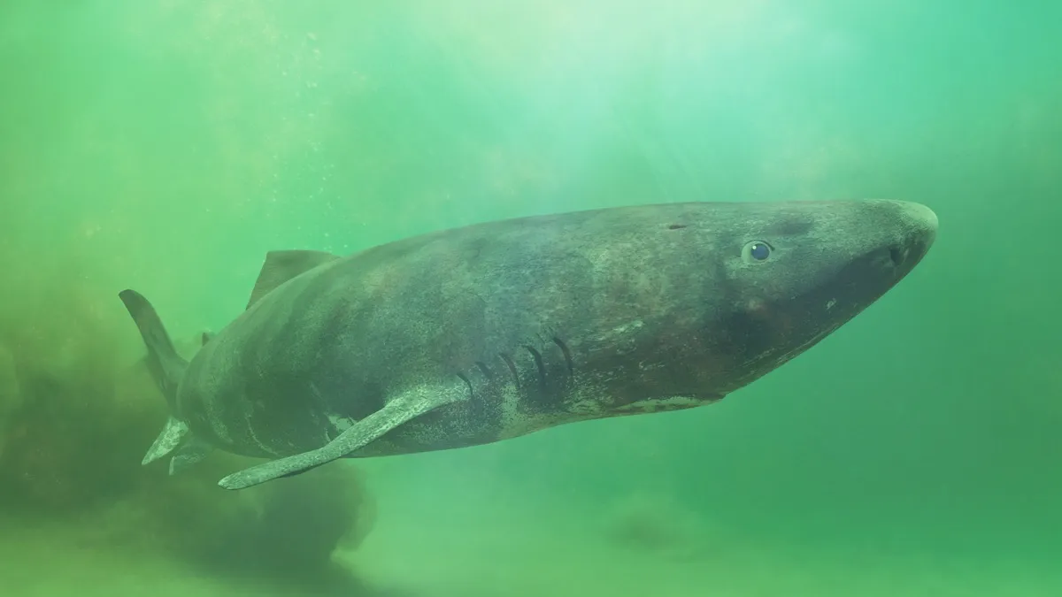 greenland gurry shark in the water
