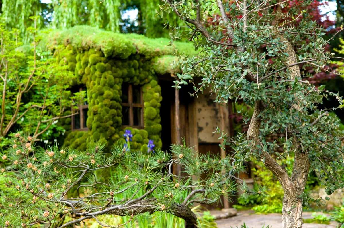 hansel and gretel looking home horticulture display: house with moss and exotic plant arrangement