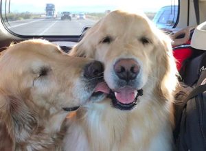 jake the blind dog with his best friend addie