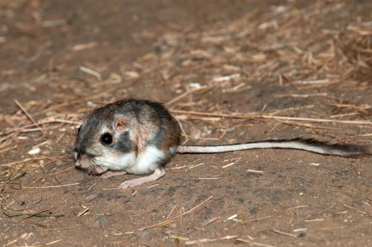 kangaroo mouse from nevada