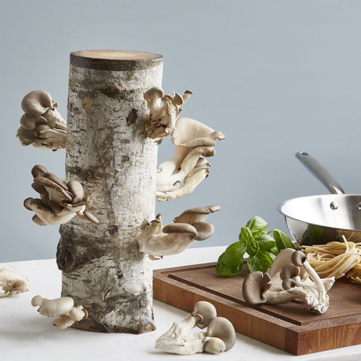 mushroom growing kit, father's day gifts, gifts for dad