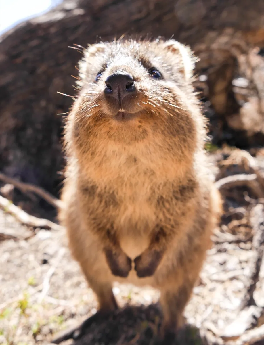 What Is a Quokka? 15 Facts About the "Happiest" Creature on Earth