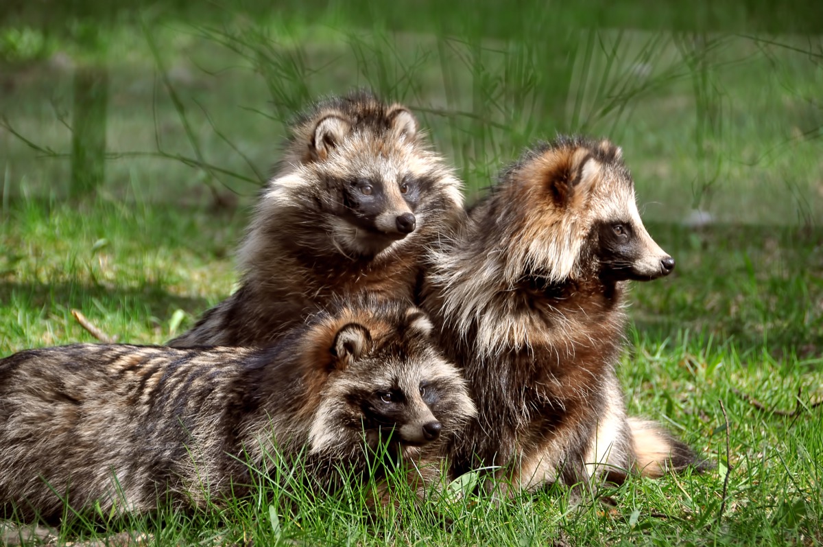 three raccoon dogs laying in a grass field
