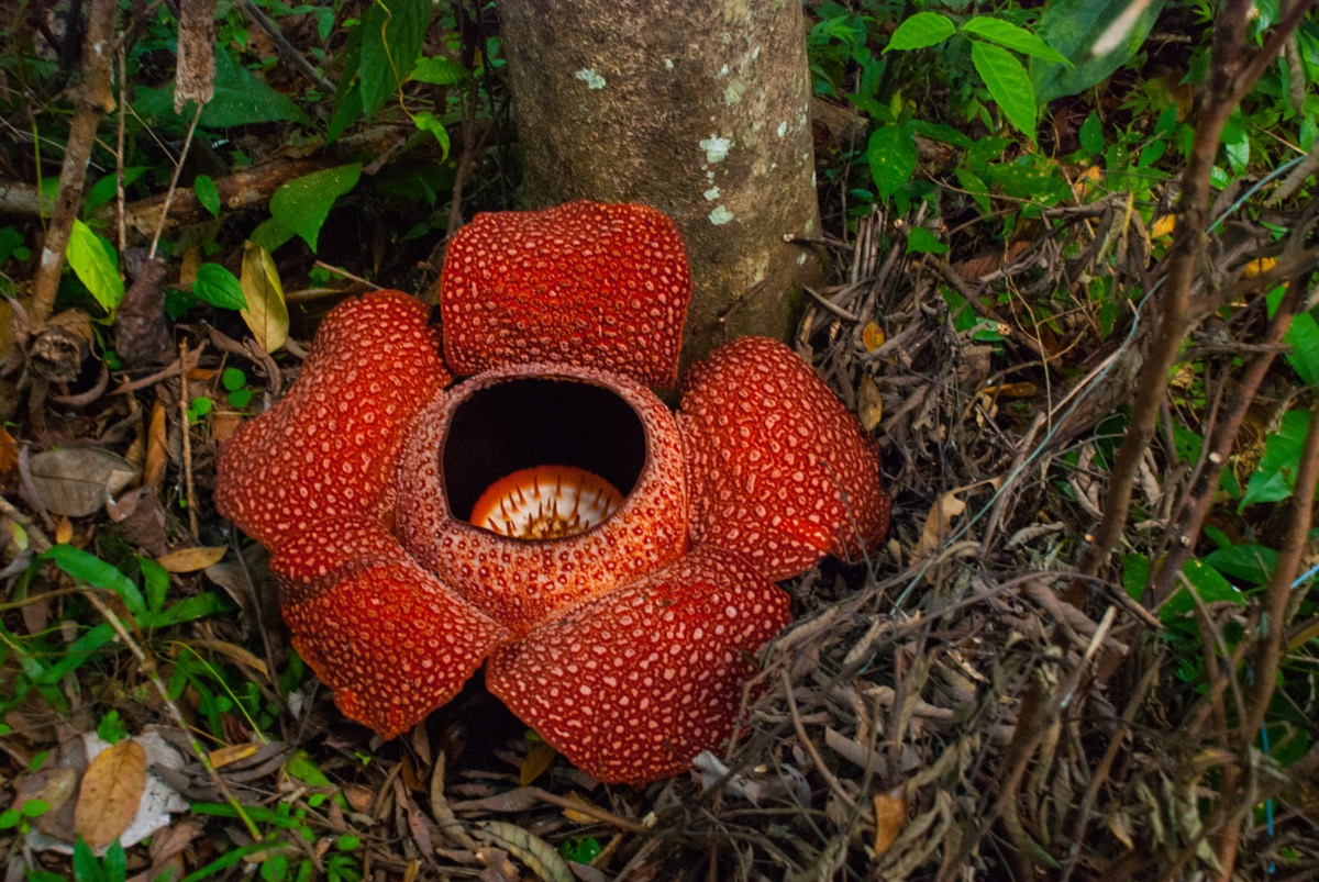 the worlds largest flower called rafflesia