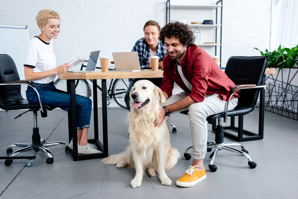 bring your dog to work things you never knew dogs could do