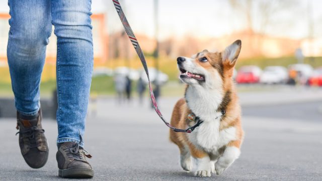 dogs match the stress levels of their owners, study finds