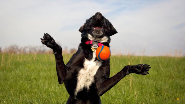 dog trying to catch ball