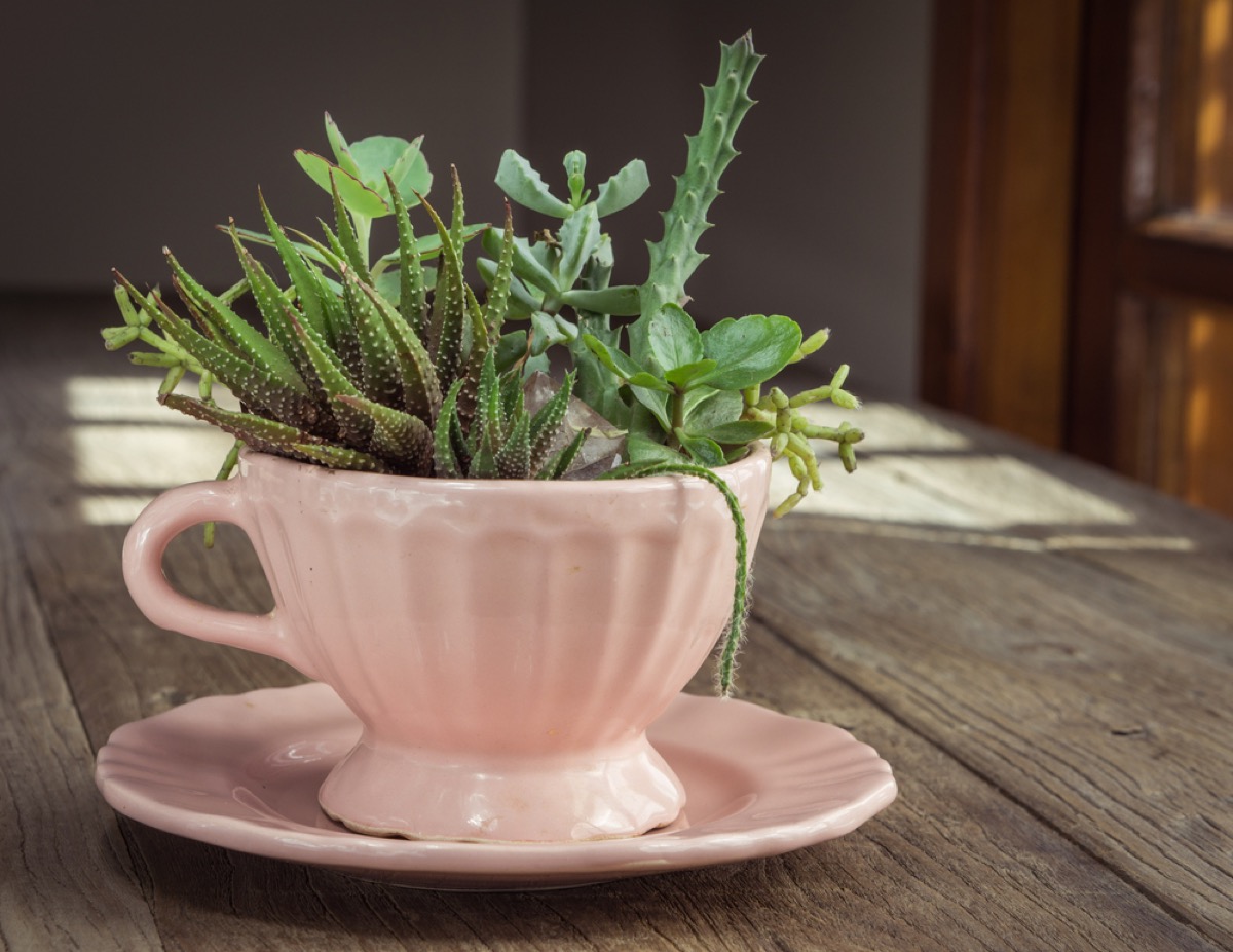 pink teacup with succulent in it, diy hacks