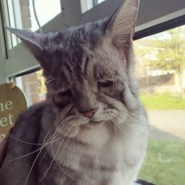 toby the cat with Ehlers-Danlos syndrome