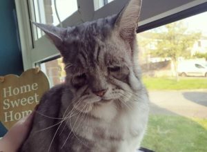 toby the cat with Ehlers-Danlos syndrome