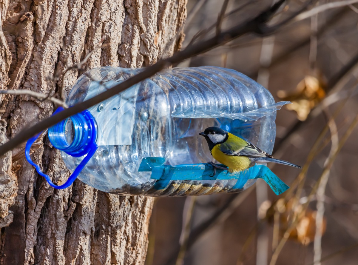 A Water Bottle Bird Feeder Reuse Disposable Items