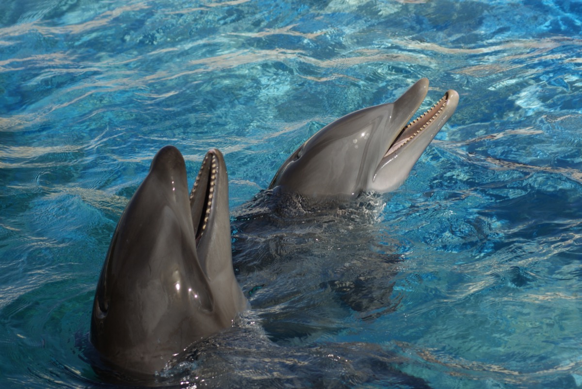 wholphin