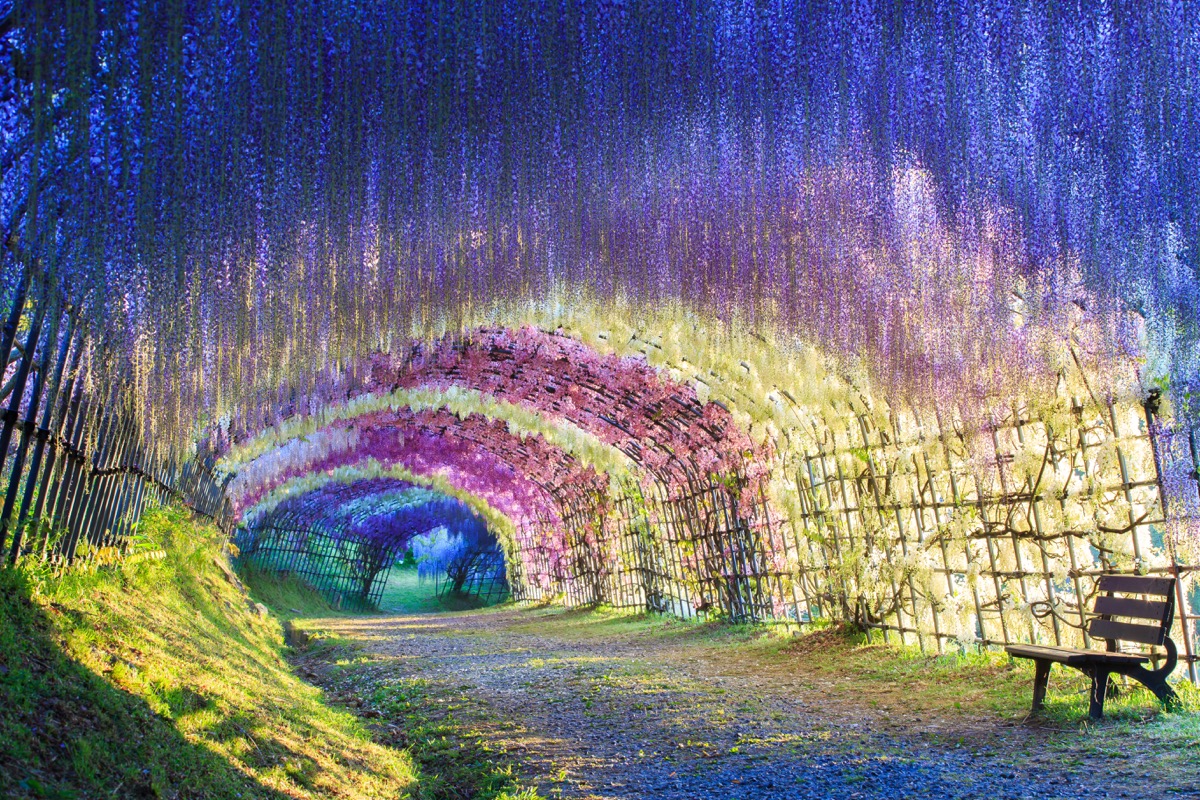 a colorful lush Tunnel