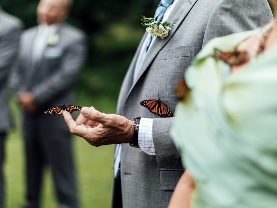 family releases butterflies at wedding in honor of late sister