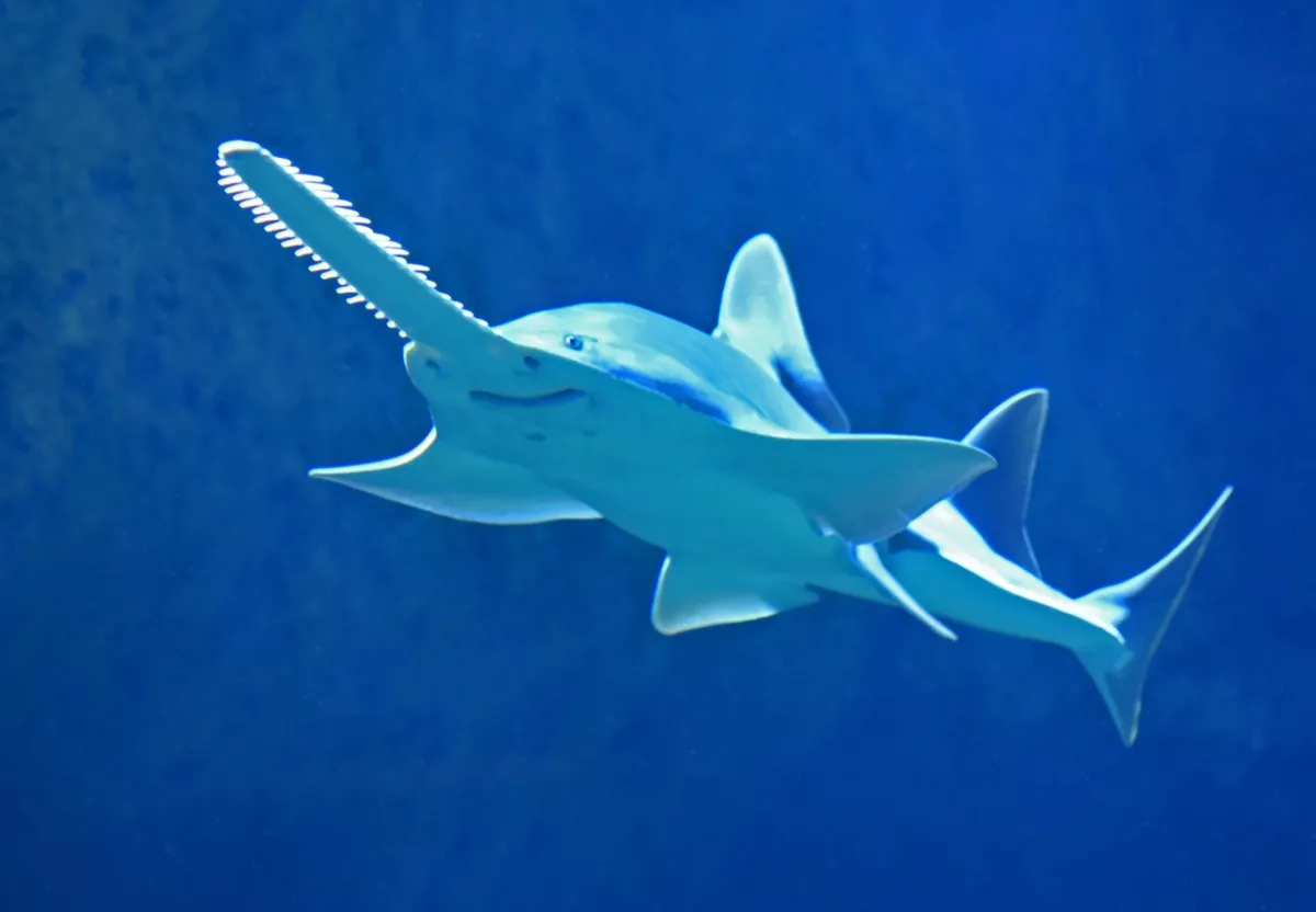Sawfish smiling with giant nose, shot from below