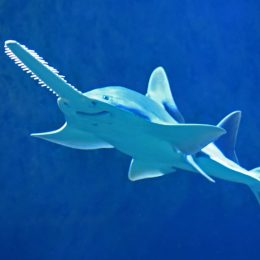 Sawfish smiling with giant nose, shot from below