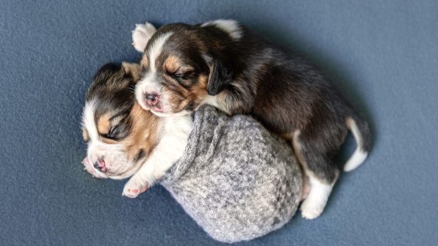Sleeing Beagle Puppies