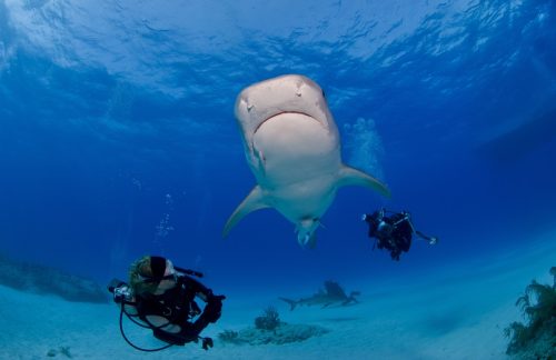 Tiger shark viewed from below with two divers