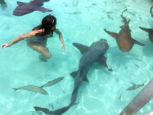 Woman swimming in water with multiple sharks around her