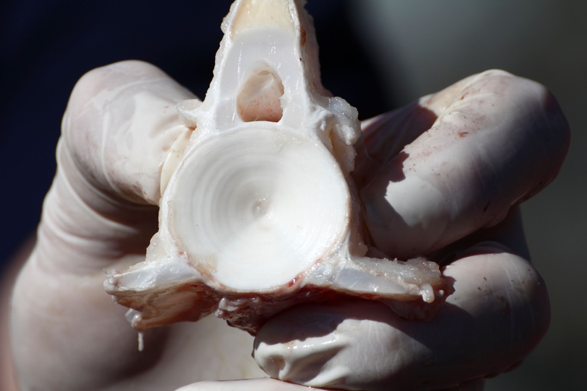 Aging a shark fish by counting the growth rings formed on the vertebra and this photo shows the cartilage of spine and the rings