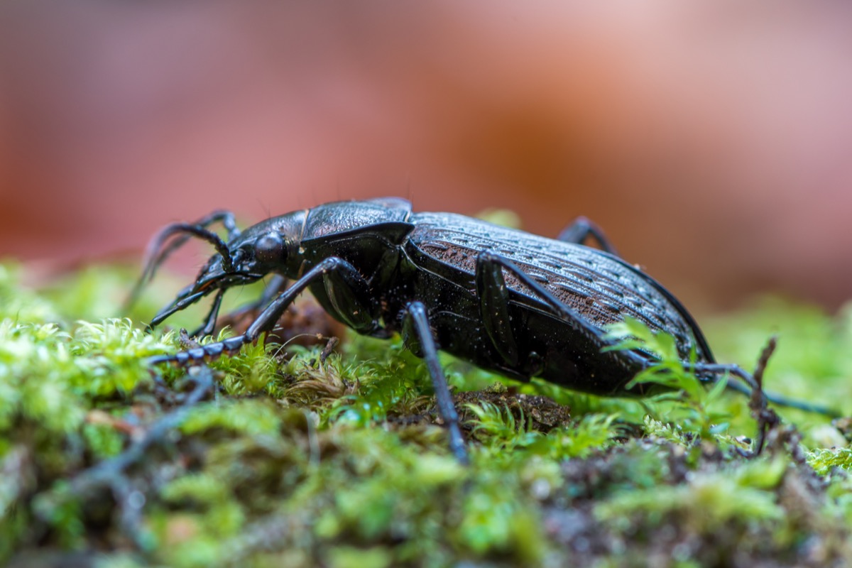 beetle crawling on a log