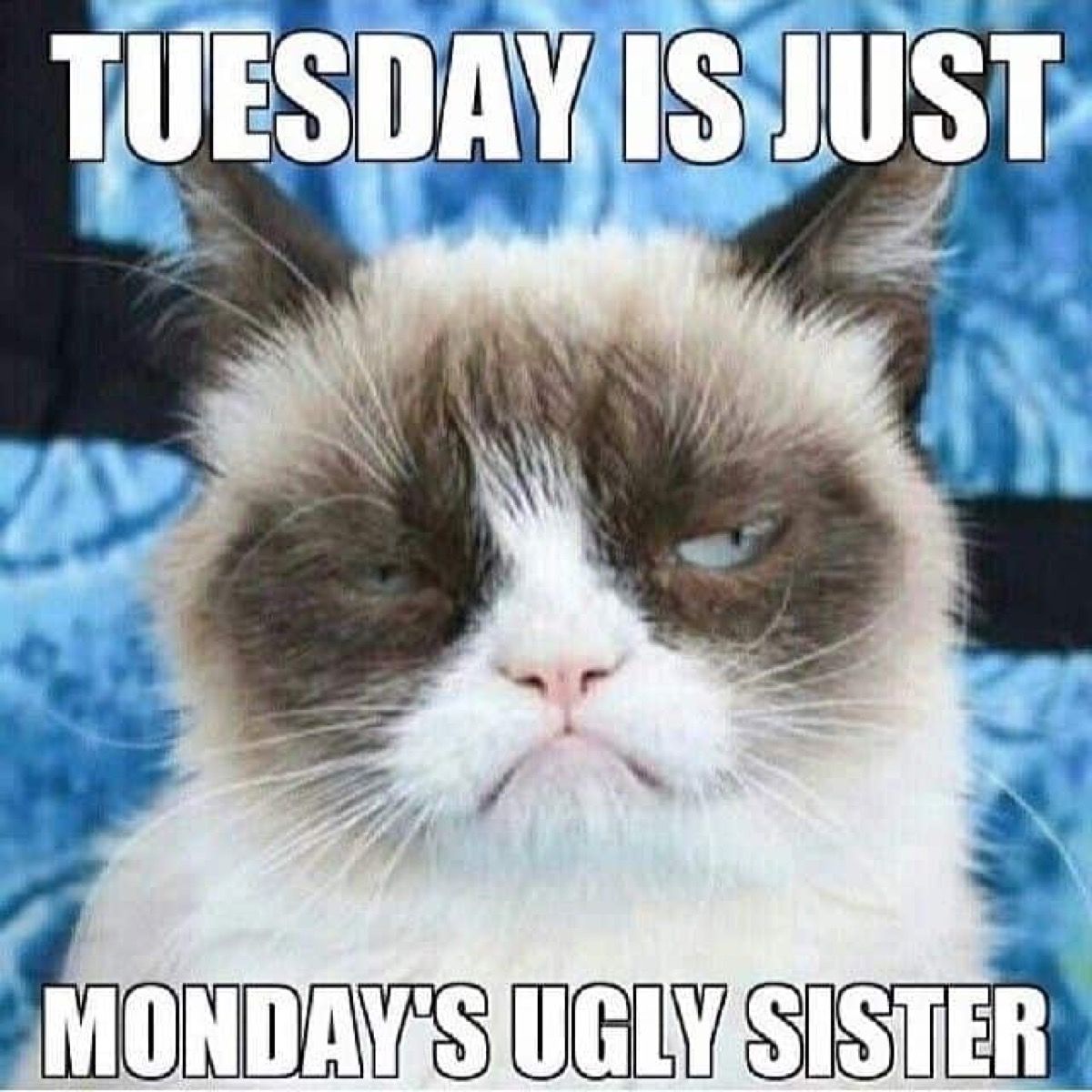 15 Happy Tuesday Memes - Best Funny Tuesday Memes