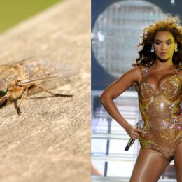 composite image of beyonce and a horse fly