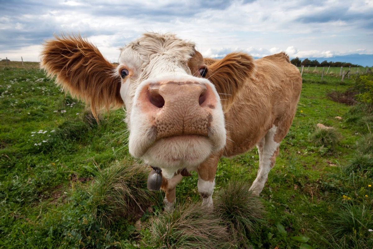 big ear cow, cow photos