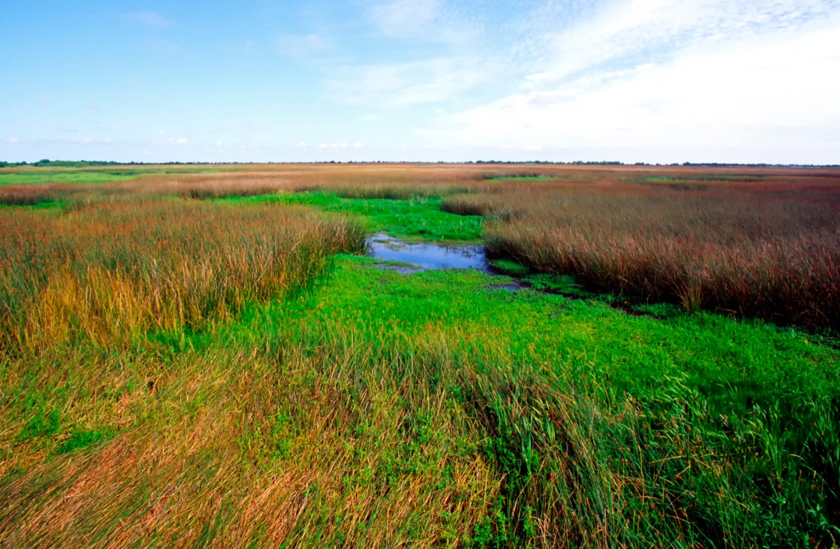 the cameron parish marshes Louisiana