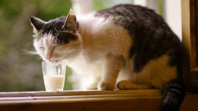 gray and white cat drinking from glass of milk