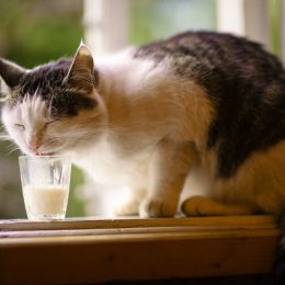 gray and white cat drinking from glass of milk