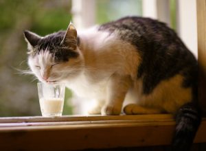 gray and white cat drinking from glass of milk