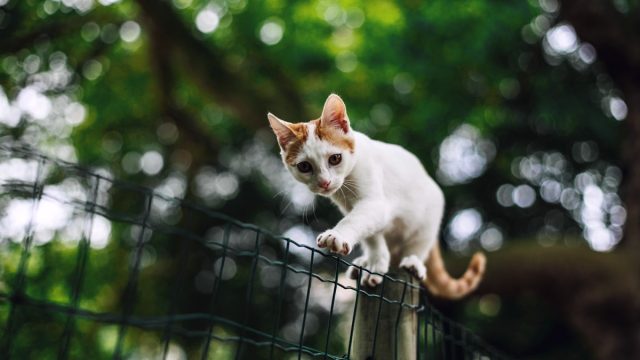 Cute Cat Hunting on the Fence Cats Dead Animals Gifts