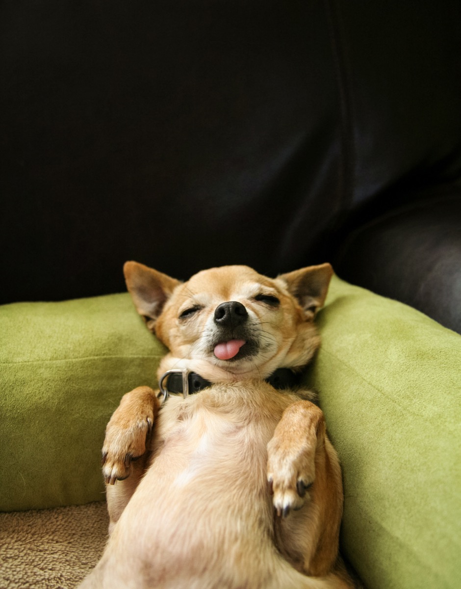 chihuahua sleeping with tongue out photos of snoozing dogs