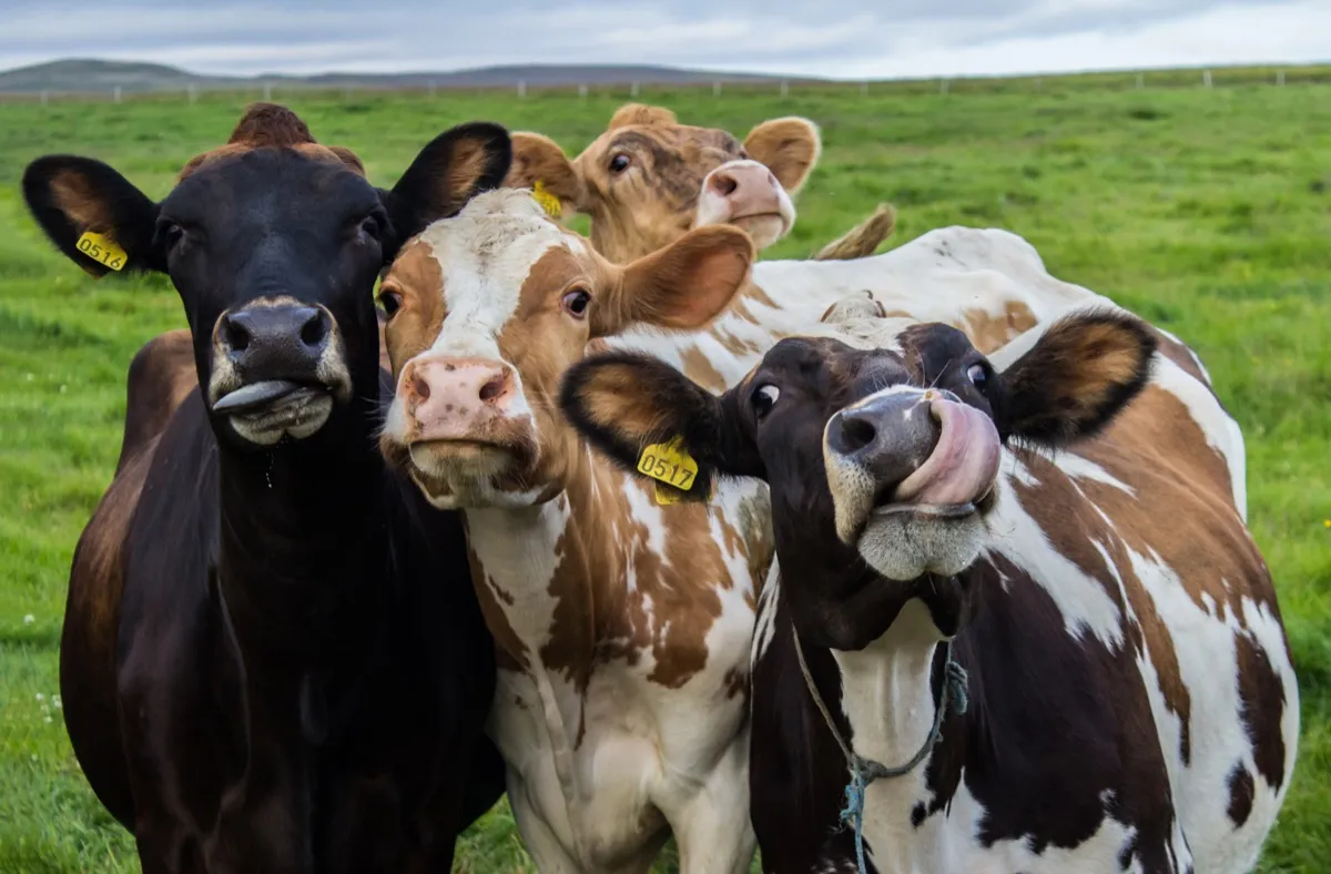 a bunch of cow friends, cow photos