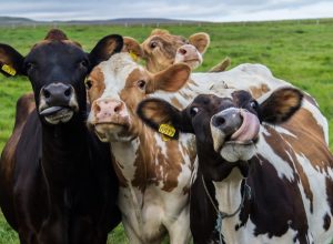 Group of cows in field