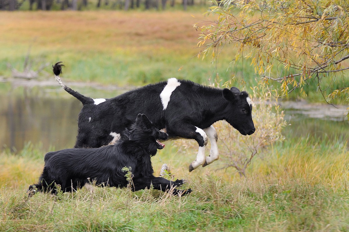 28 Cow Photos That Are Too Adorable for Words — Best Life